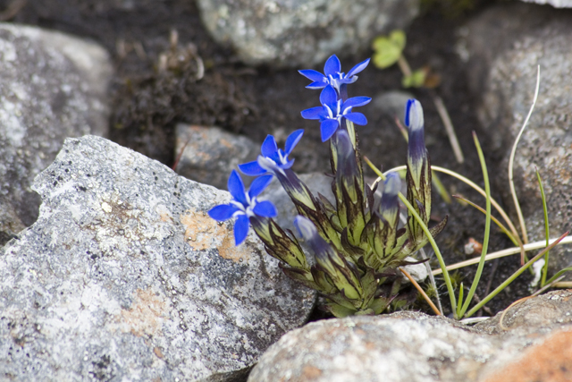 2011-07-06_13-31-44 island.jpg - Schnee-Enzian - Gentiana nivalis